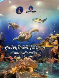 พาเด็กๆดูน้องเต่าทะเลกัน🐢