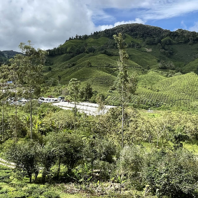 Local Boh Tea Plantation In Malaysia! 