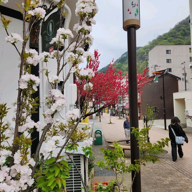 Sakura tree at Toyama