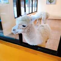 Delightful Animal Adventure at Desaru Mini Zoo 