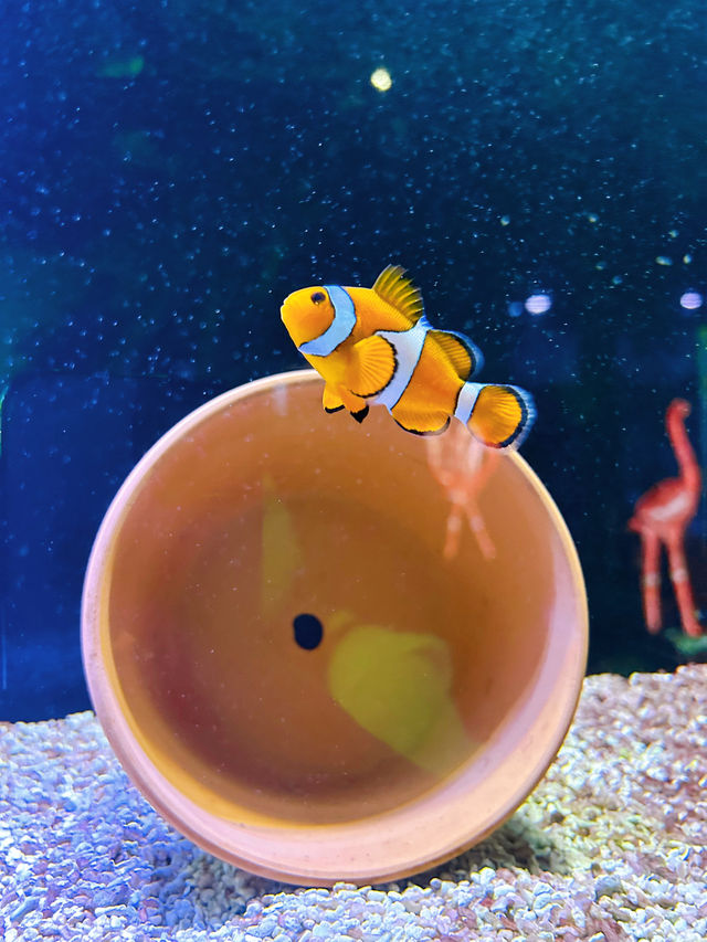 Exploring The Shore Oceanarium