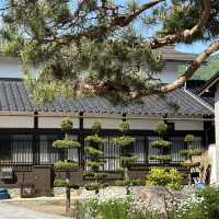 飛驒古川，寧靜舒服的村莊，與鯉魚一起散步