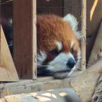 深圳野生動物園：珍稀動物