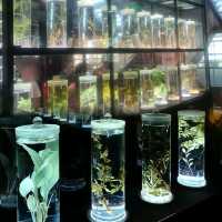 ✨廣州~廣東中醫藥博物館✨