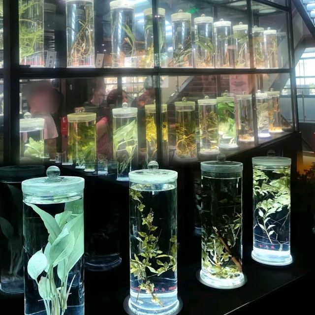 ✨廣州~廣東中醫藥博物館✨