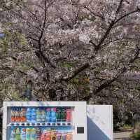 【2024春天好去處】花海公園，賞花回憶