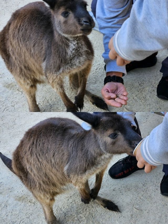 🇦🇺시드니에서의 특별한 9가지 경험
