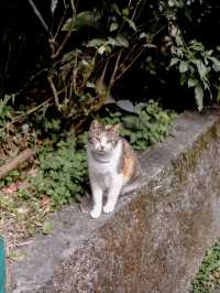 Houtong Cat Village หมู่บ้านแมวไทเปสุดคิ้ว 🏠🐈