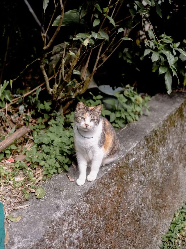 Houtong Cat Village หมู่บ้านแมวไทเปสุดคิ้ว 🏠🐈