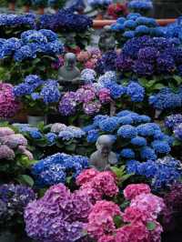 【奈良】期間限定‼️梅雨の時期こそ楽しめる😍紫陽花×大仏映え絶景✨
