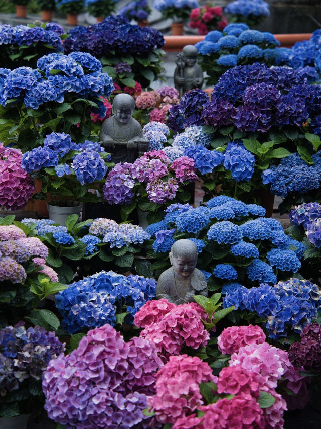 【奈良】期間限定‼️梅雨の時期こそ楽しめる😍紫陽花×大仏映え絶景✨