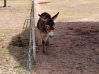 Viva Foresta Farm
