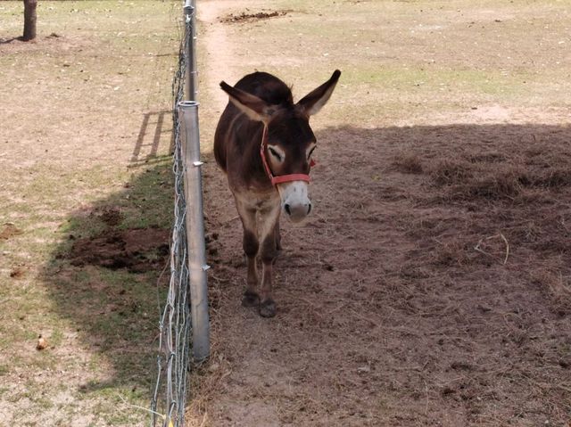 Viva Foresta Farm