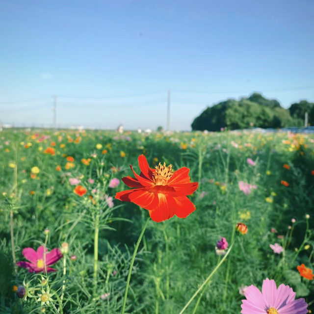 荷蘭公園：綠意盎然