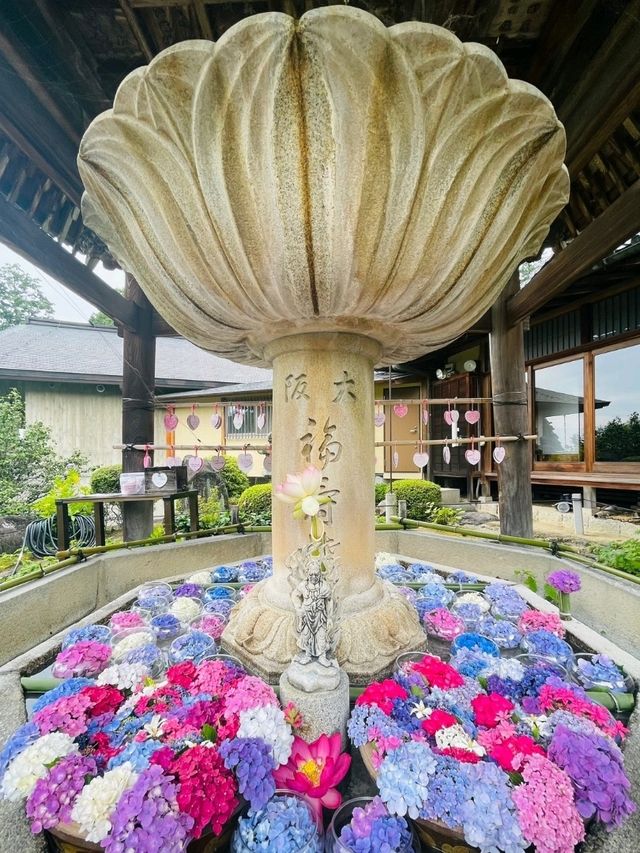 【京都/人気スポット】２万株の紫陽花！ハートの紫陽花❤️を探せ！京都、1.2を荒らそう激混みスポット
