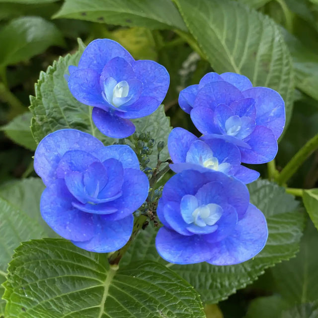 【鎌倉】長谷寺のあじさい！人気の紫陽花路を散策