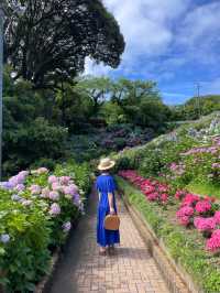 圧巻の紫陽花グラデ💠一度は行きたい愛知のあじさい名所☺️💠