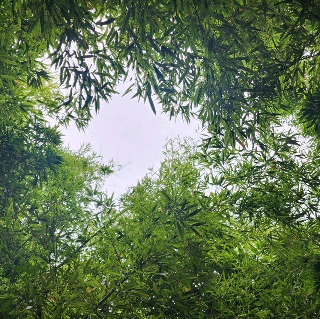 대한민국의 하롱베이~산과 물, 대나무숲, 바람, 야경, 와인동굴