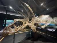 【🇺🇸芝加哥🇺🇸】Field Musuem：暴龍🦖 T Rex 體驗，難忘博物館之旅，適合帶小朋友來震撼教育一下‼️