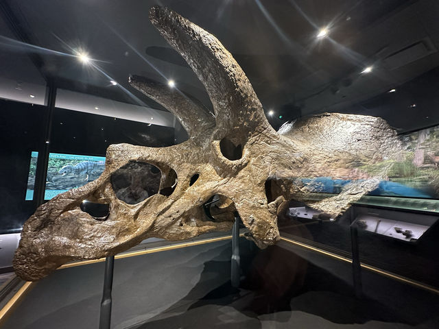【🇺🇸芝加哥🇺🇸】Field Musuem：暴龍🦖 T Rex 體驗，難忘博物館之旅，適合帶小朋友來震撼教育一下‼️