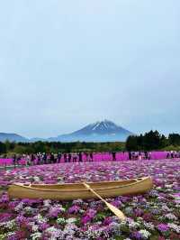 〜山梨県〜目が覚める👀日本一の絶景スポット🌸富士芝桜祭り✨