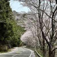 四國遍路+瀨戶內海單車遊