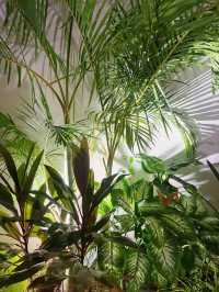【沖縄】古宇利大橋が一望出来るプールヴィラ🌴🤍