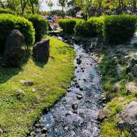 Cherry Blossom Flower Season at YangMingShan Taipei