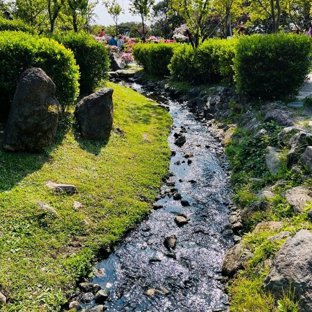 Cherry Blossom Flower Season at YangMingShan Taipei
