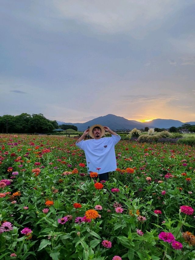 백일홍 만개한 힐링 경주여행지