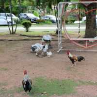 Pet Friendly เอาใจคนรักกระต่ายและนกโดยเฉพาะ