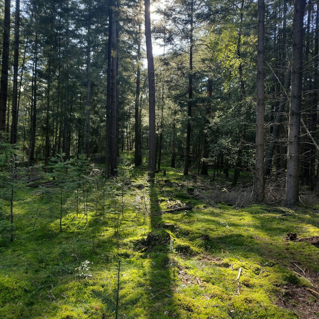 Hoge Veluwe National Park: Nature at its Best