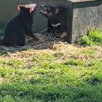 Experience Tasmania’s Wildlife at East Coast Natureworld, Bicheno