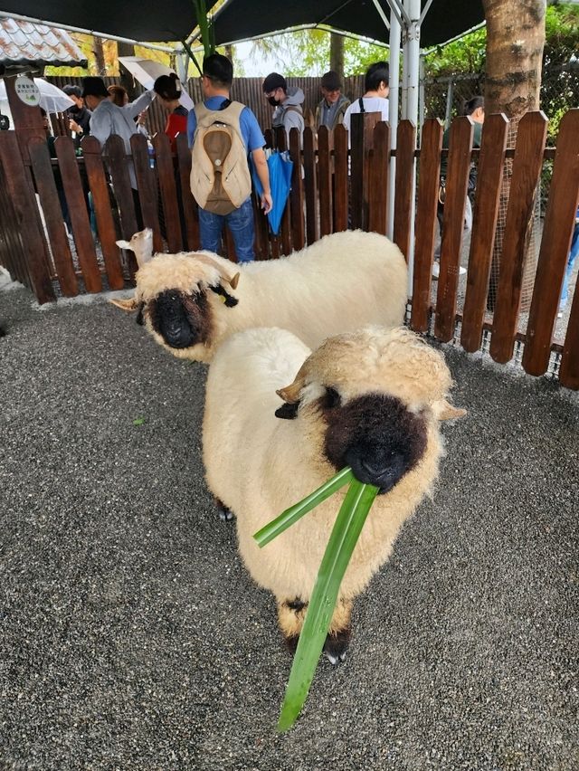 親親動物零距離