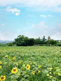 여름 대표꽃들에서 인생샷🌻🪷