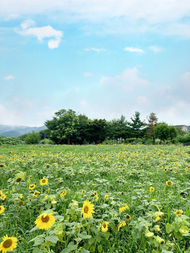 여름 대표꽃들에서 인생샷🌻🪷