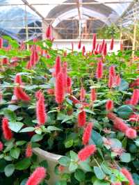 Flowers in Bloom at Genting Strawberry Leisure Farm