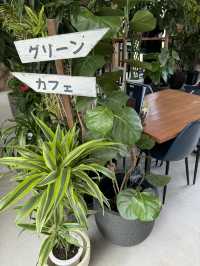 【福岡カフェ】室内なのにグリーンがいっぱいの癒し系カフェ🌿
