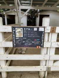 【淡路島】アルパカのラアル君にチューはしてもらえませんでした