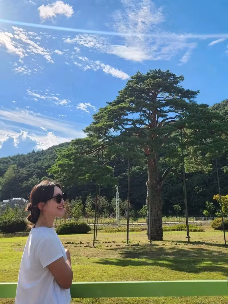 💛오랜시간의 위엄을 느낄 수 있는 보은 여행코스, "정이품송"💛