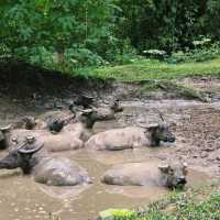 อุทยานแห่งชาติคลองวังเจ้า