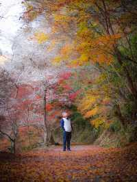 【愛知県】桜と紅葉が同時に見れる珍百景な絶景スポット