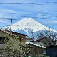 【山梨県】美しい白い毛並みの「旺輝」が可愛い