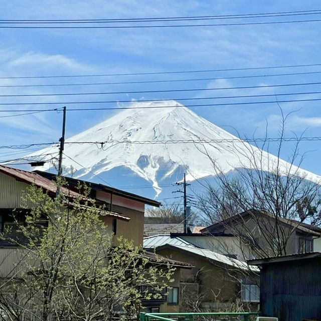【山梨県】美しい白い毛並みの「旺輝」が可愛い