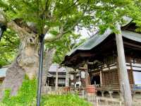 【長野県】聳え立つ欅の大木を見に行こう！