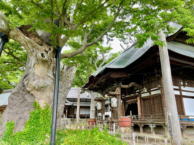 【長野県】聳え立つ欅の大木を見に行こう！