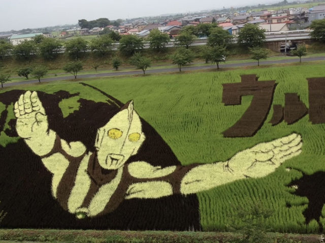 【青森/田舎館】必見‼︎田んぼアート
