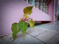 วัดเขาทุเรียน(วัด)สีชมพู  จ.นครนายก