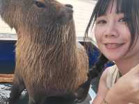台場Animeal 近距離接觸各種超可愛動物