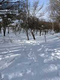 「國營瀧野鈴蘭丘陵公園：冬季雪地樂趣，適合全家」